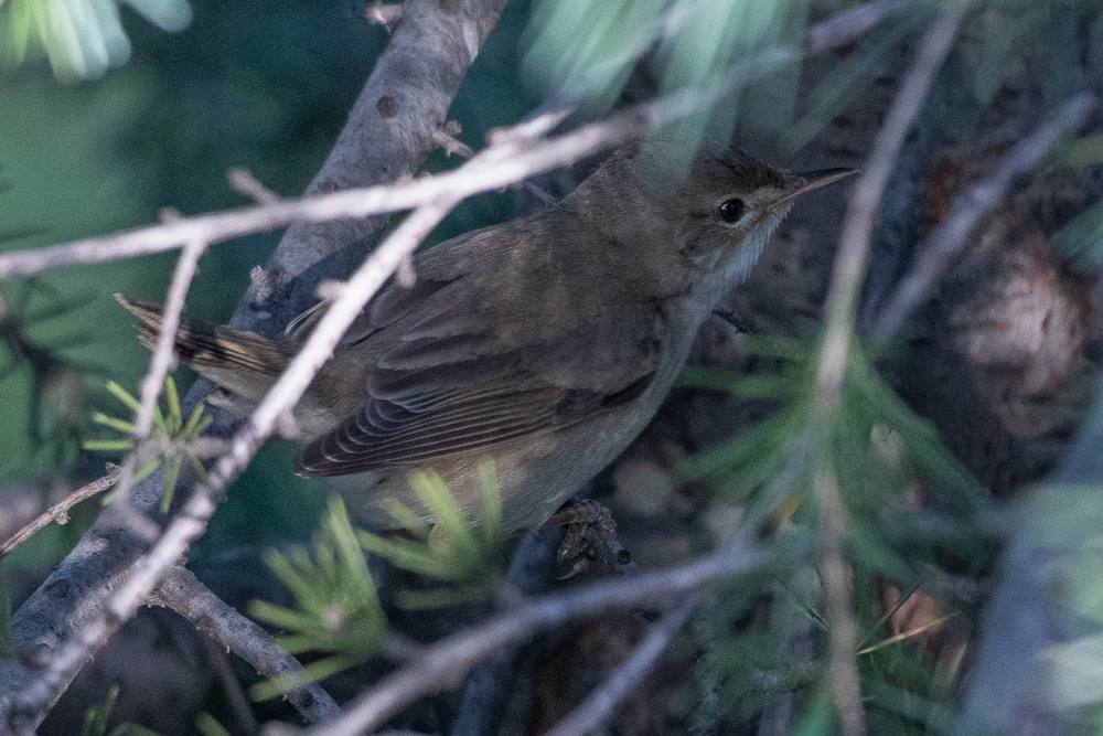 Marsh Warbler