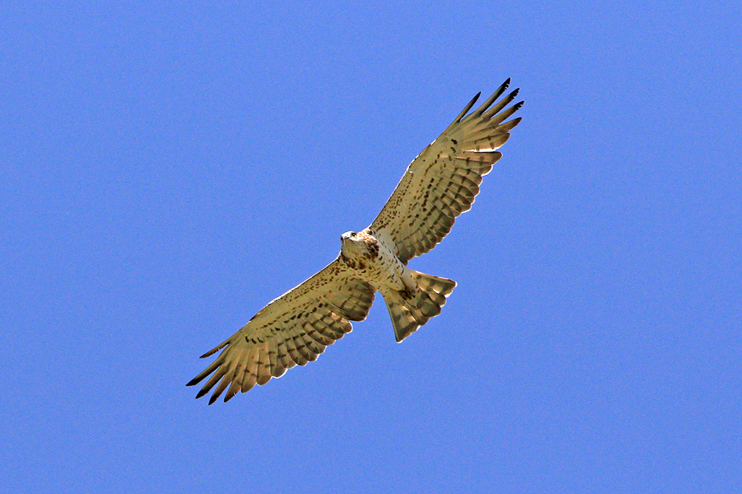 Short-toed Snake Eagle