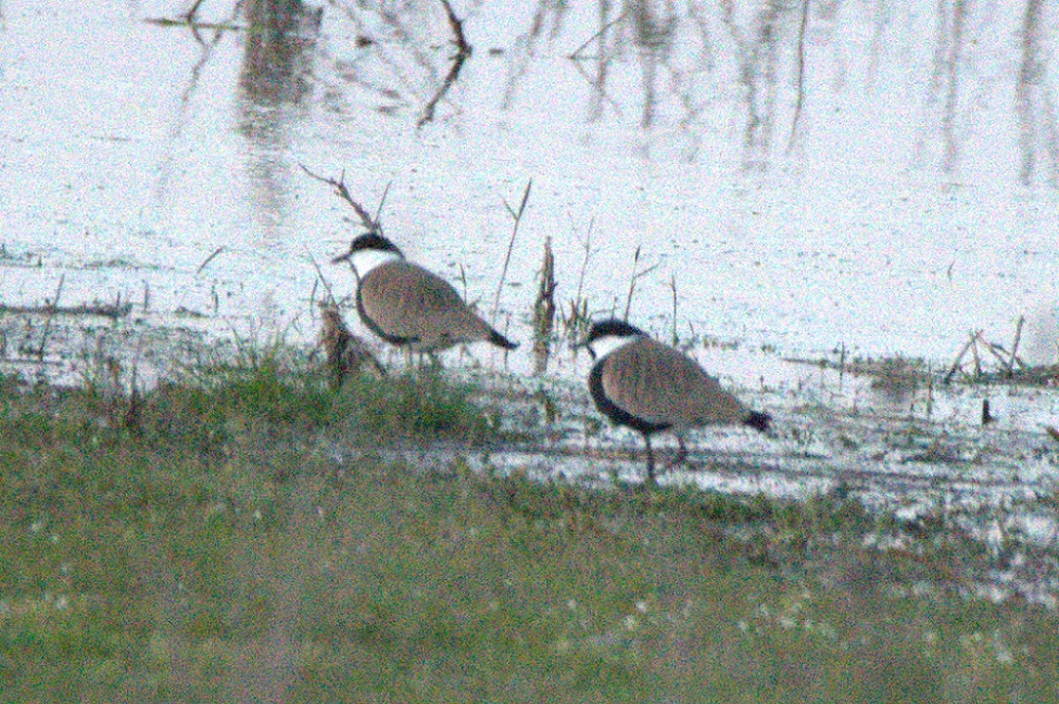 Spur-winged Lapwing