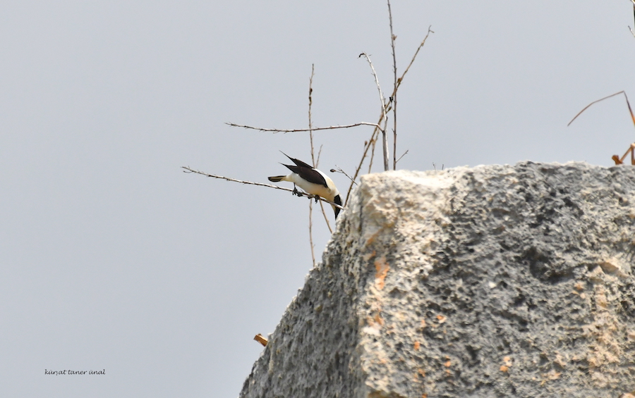 Black-eared Wheatear