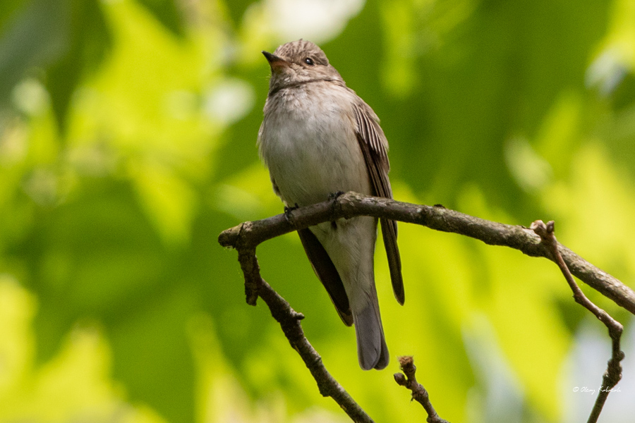 Spotted Flycatcher