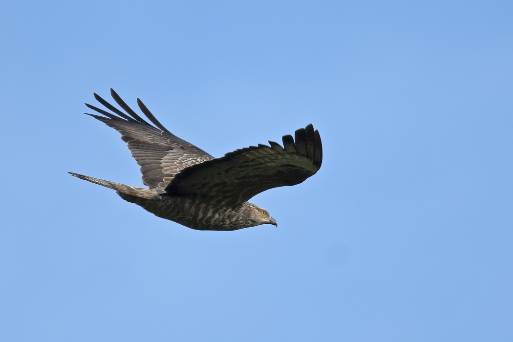 European Honey Buzzard