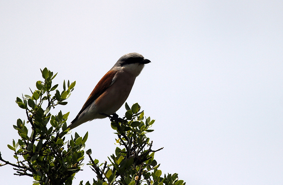 Red-backed Shrike