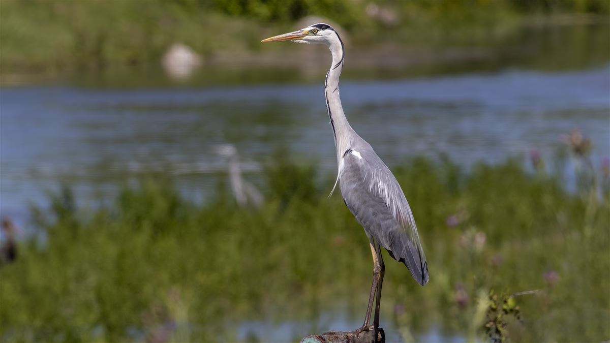 Grey Heron