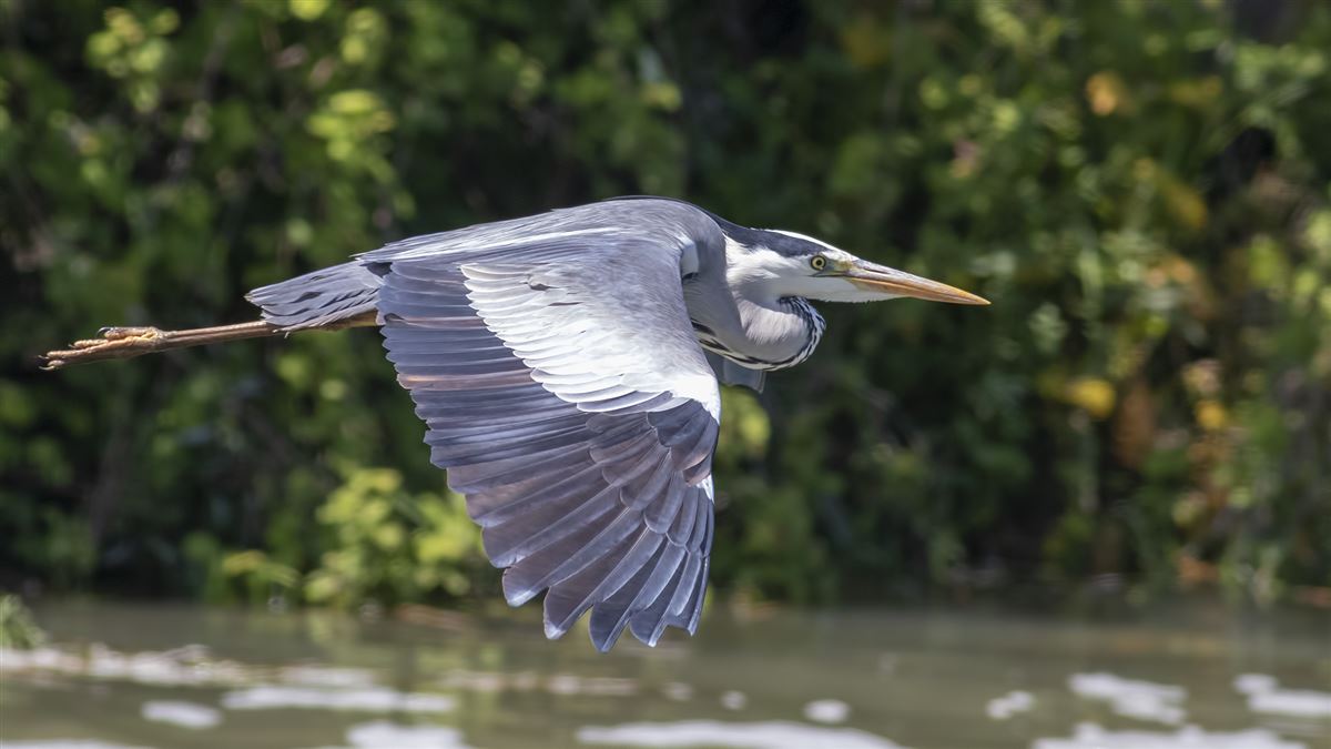 Grey Heron