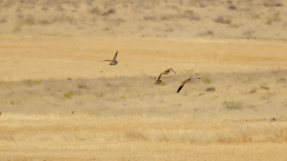 Pin-tailed Sandgrouse