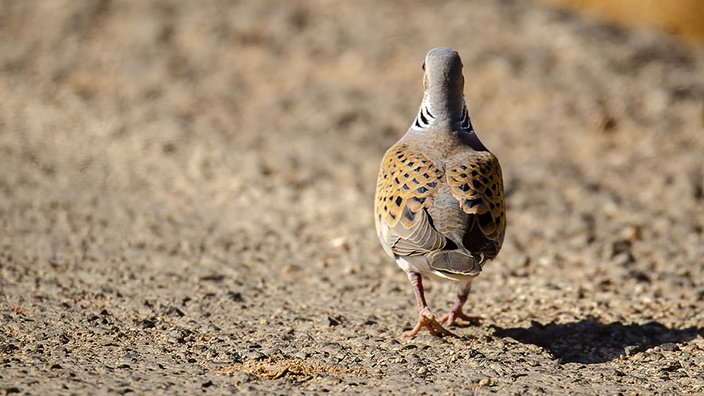 European Turtle Dove