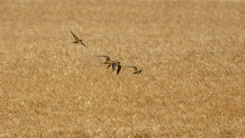 Pin-tailed Sandgrouse