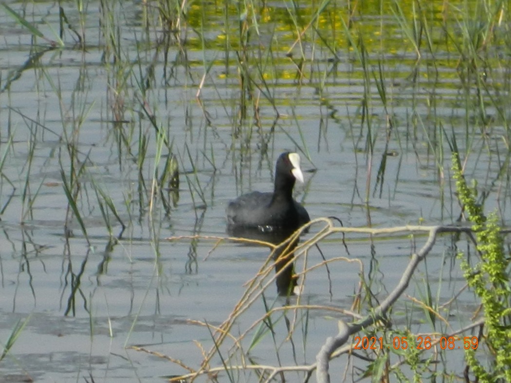 Eurasian Coot