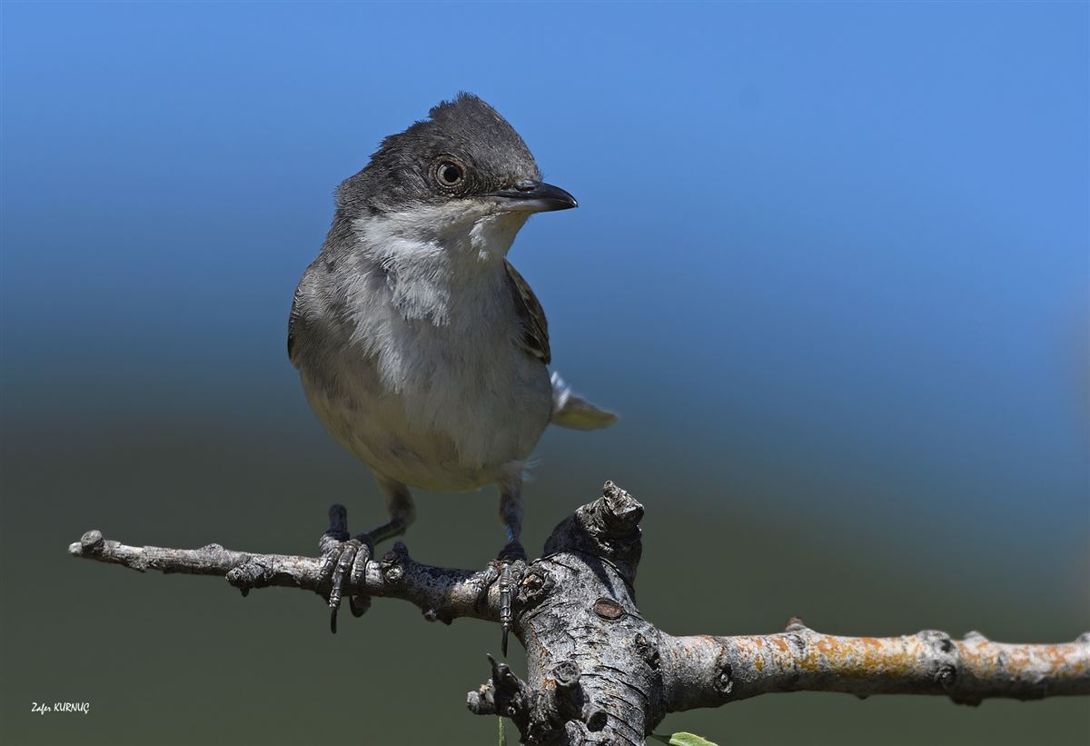 Eastern Orphean Warbler