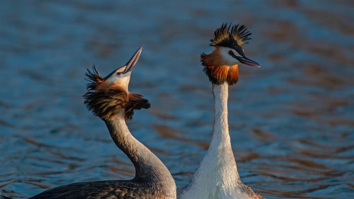 Great Crested Grebe
