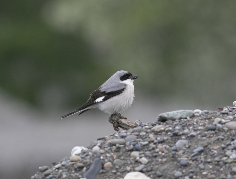 Lesser Grey Shrike