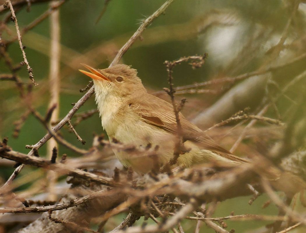 Marsh Warbler