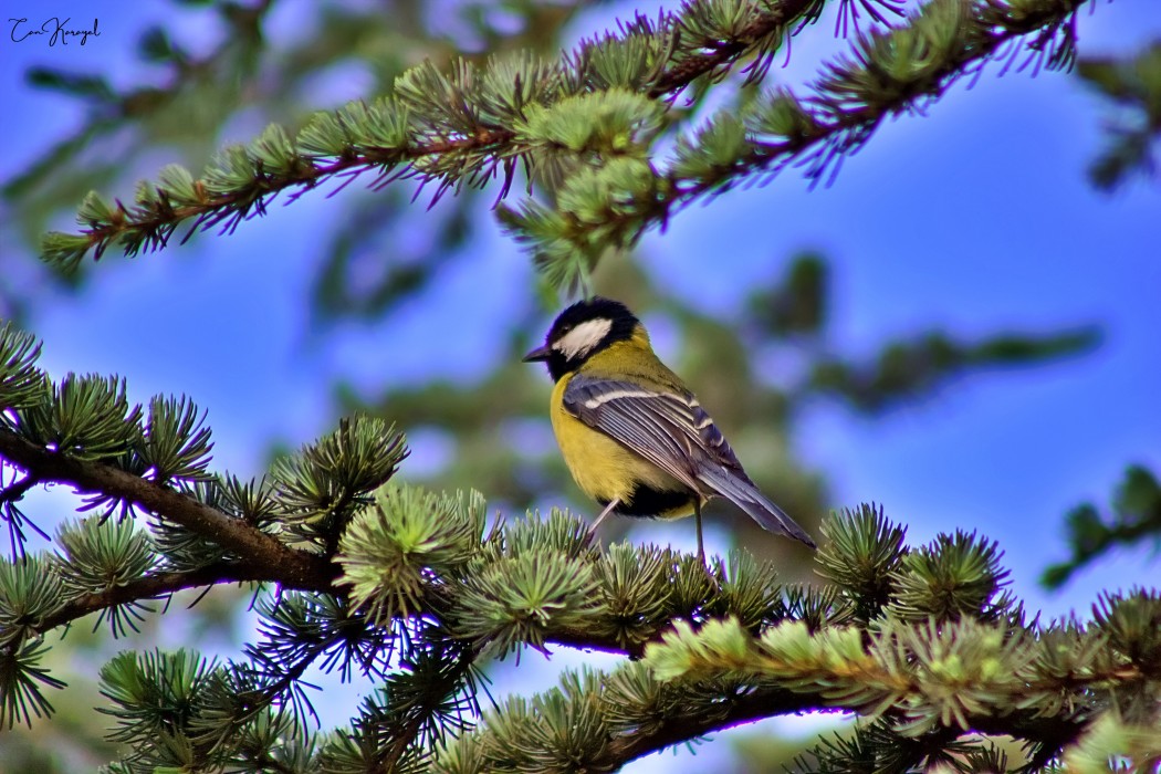 Great Tit