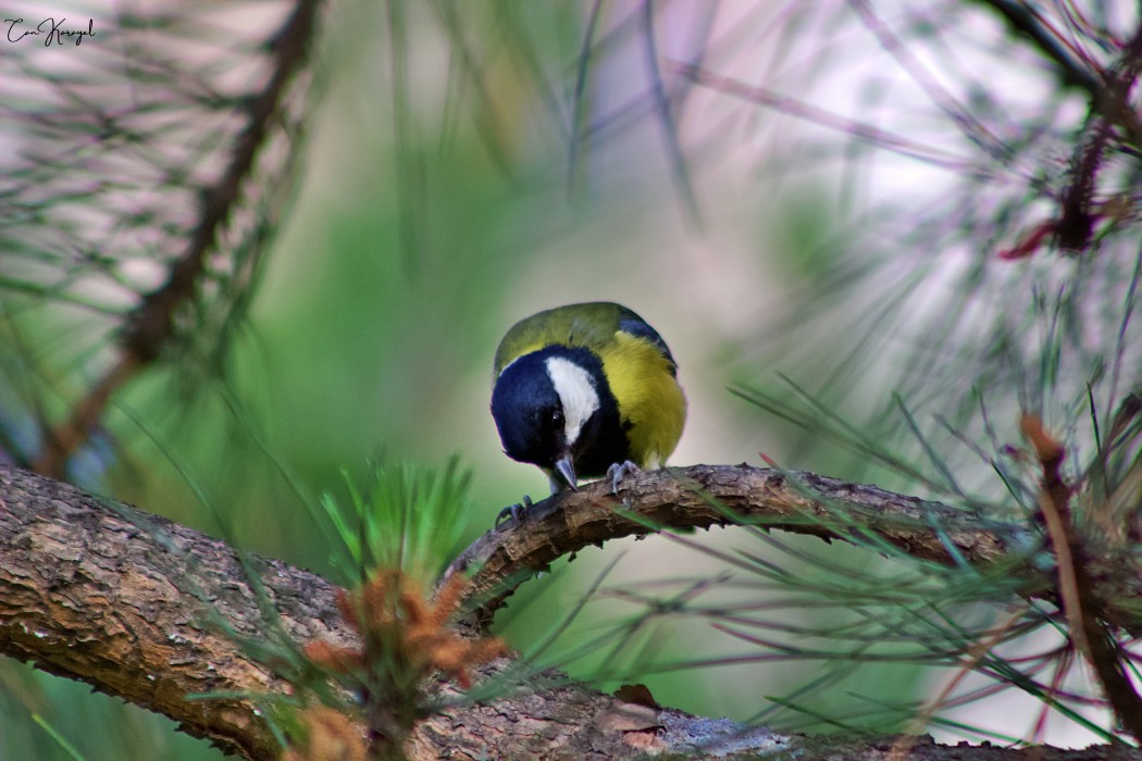 Great Tit