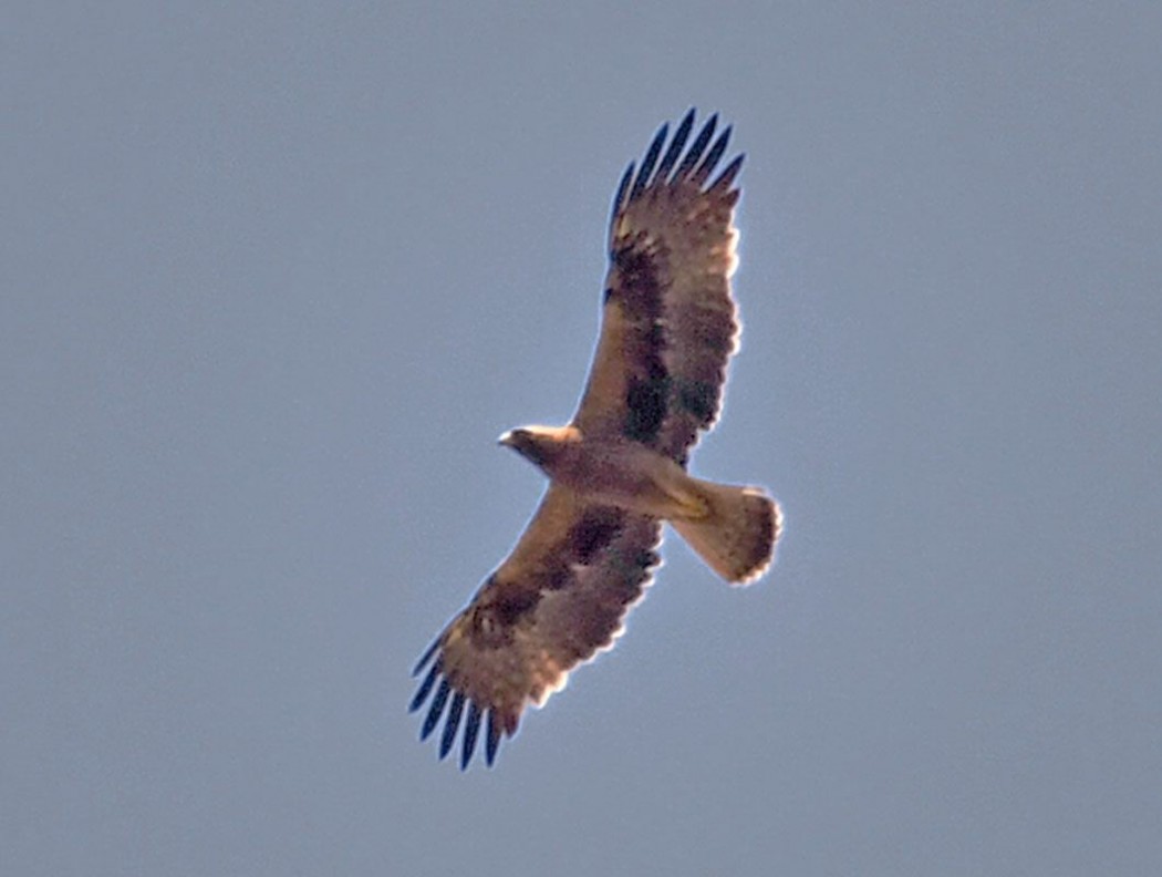 Bonelli`s Eagle