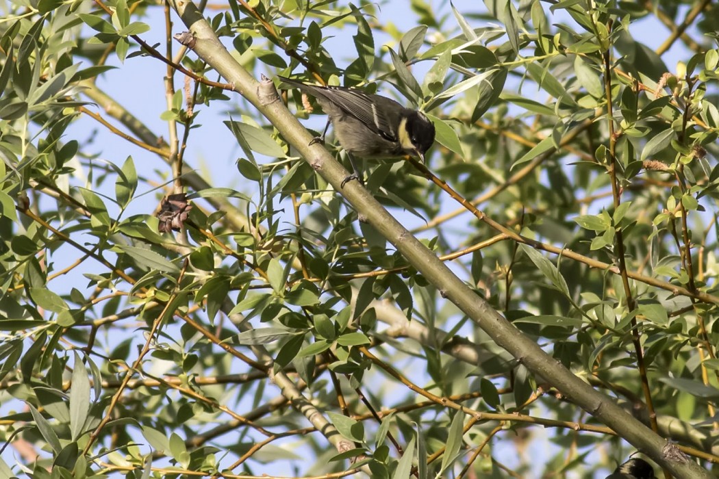 Coal Tit