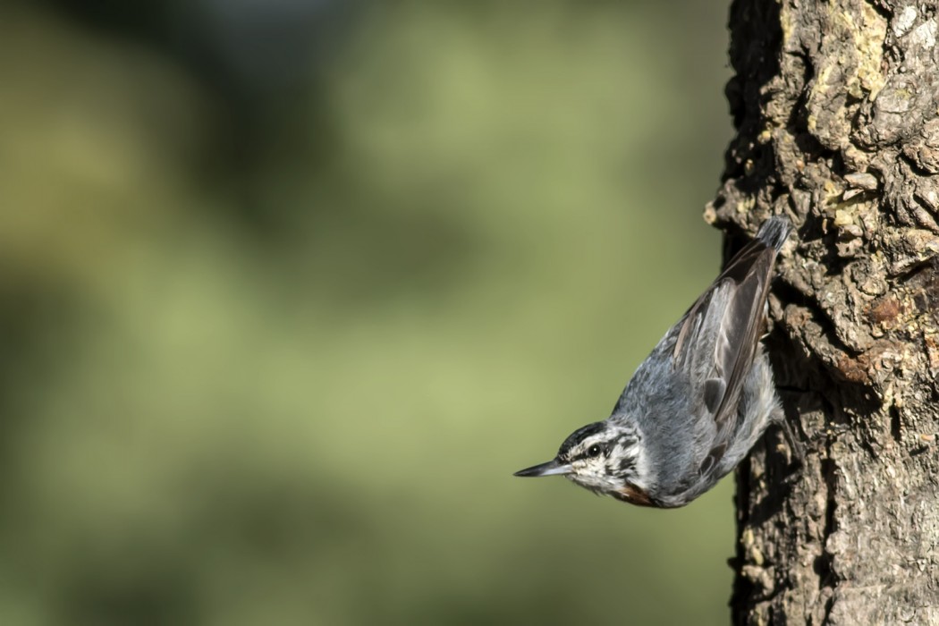 Krüper`s Nuthatch