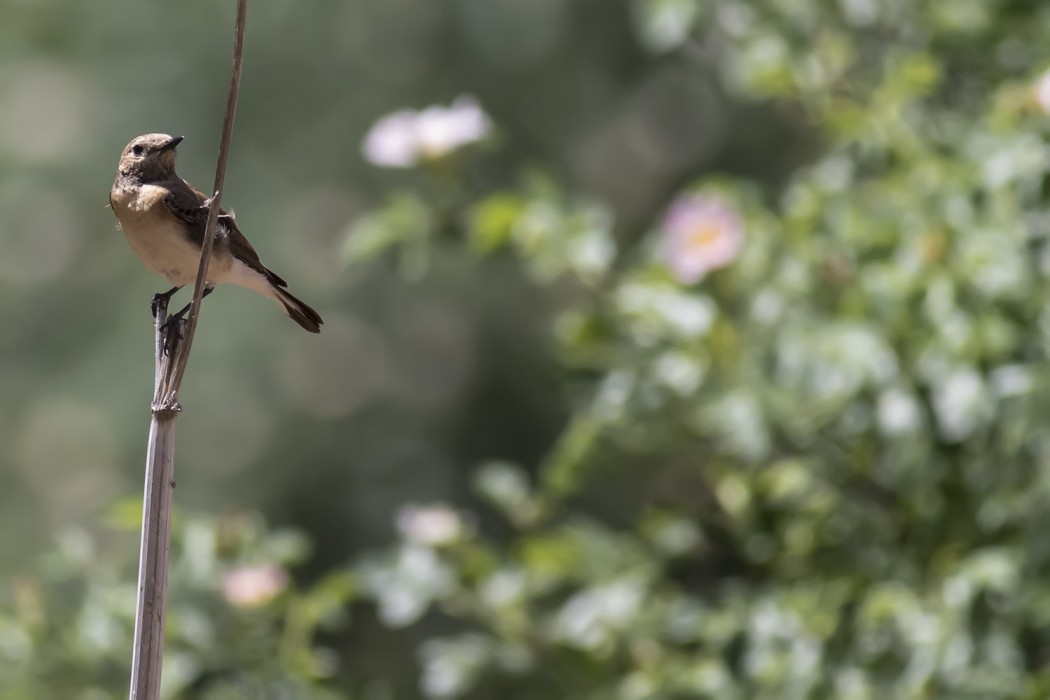 European Stonechat