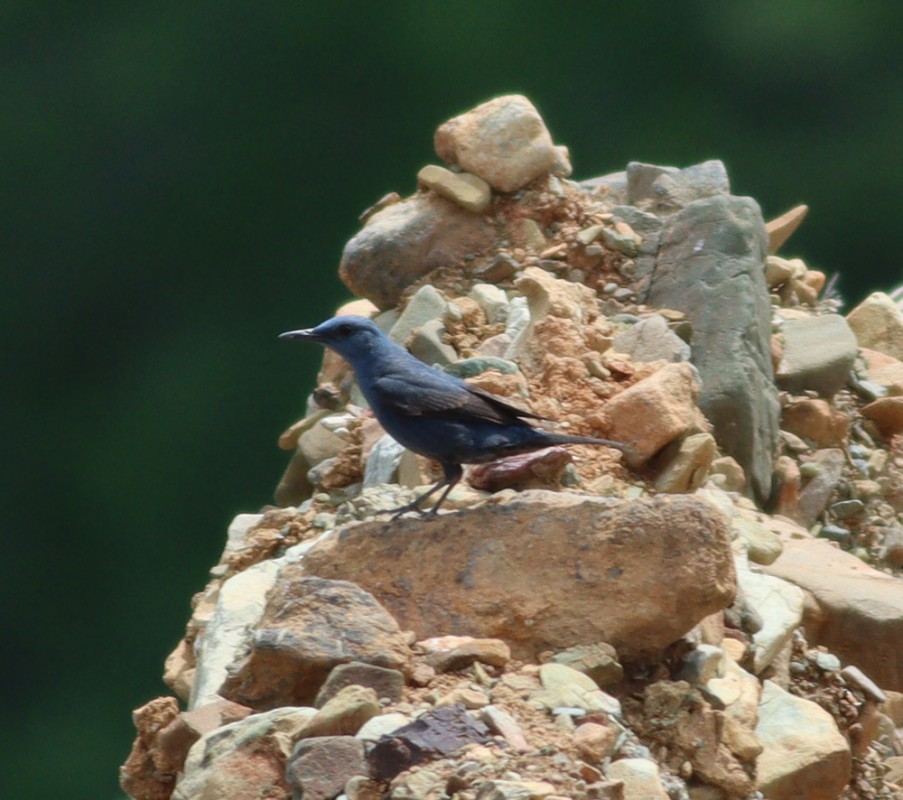Blue Rock Thrush
