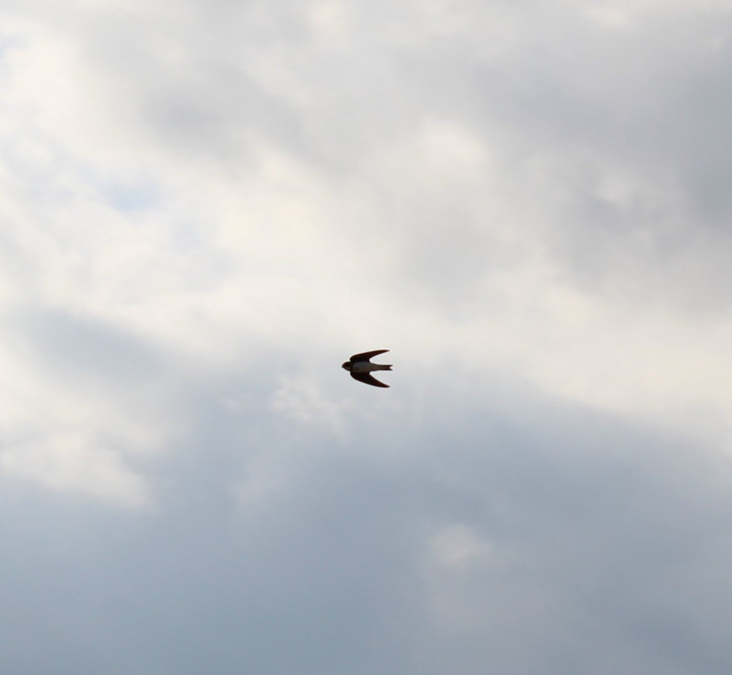 Sand Martin