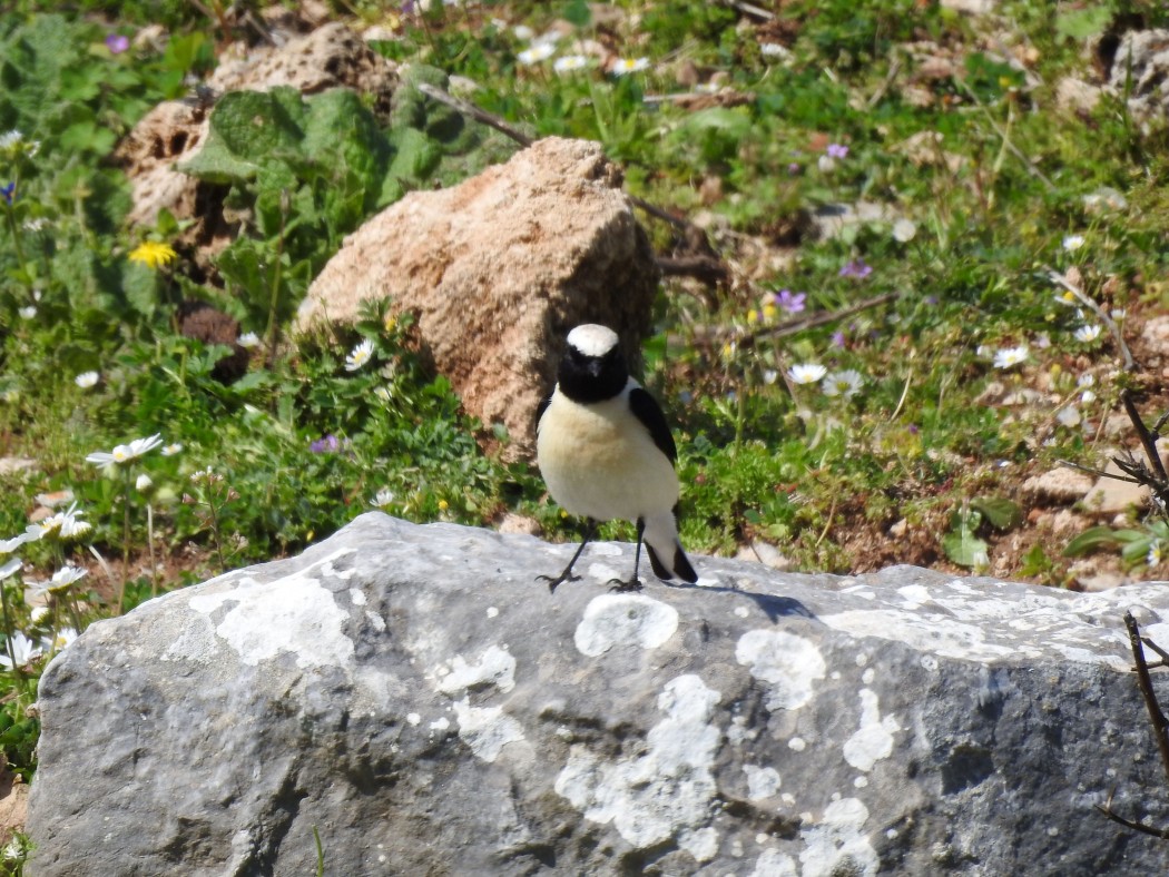 Black-eared Wheatear