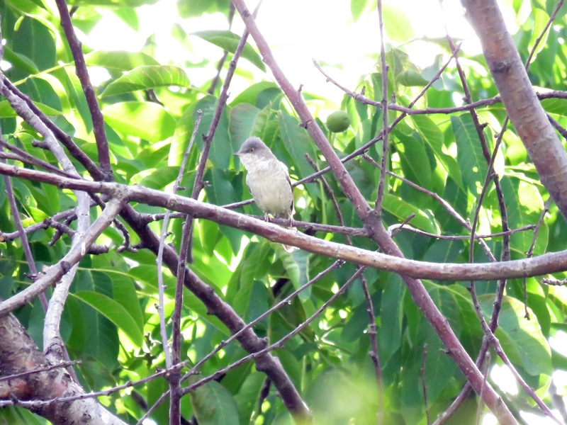 Barred Warbler