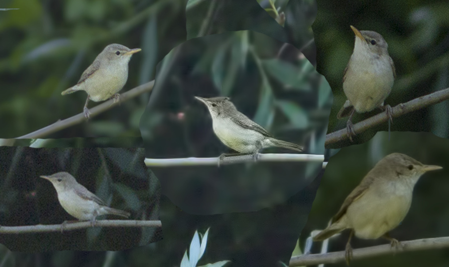 Icterine Warbler