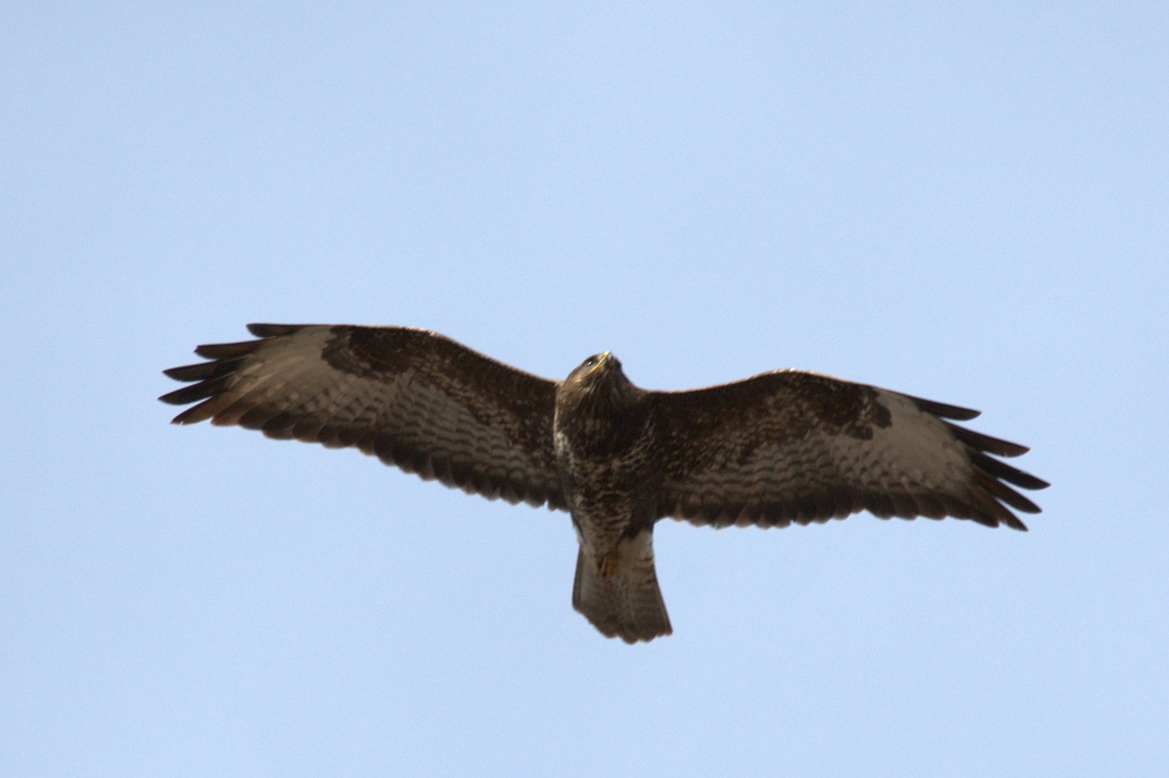 Common Buzzard