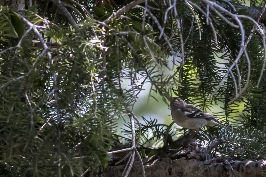 Eurasian Chaffinch