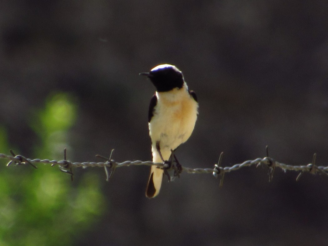Black-eared Wheatear