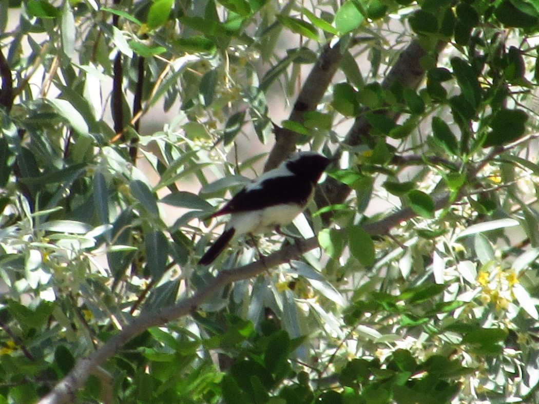 Finsch`s Wheatear