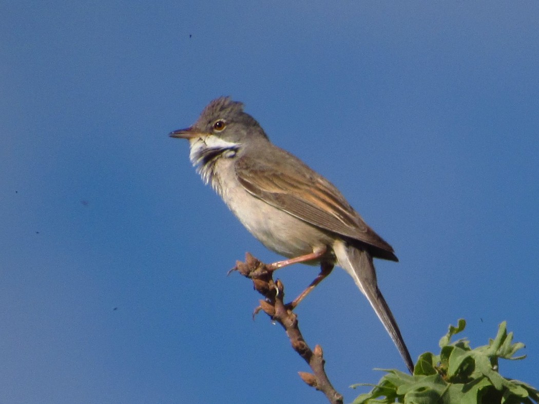 Common Whitethroat