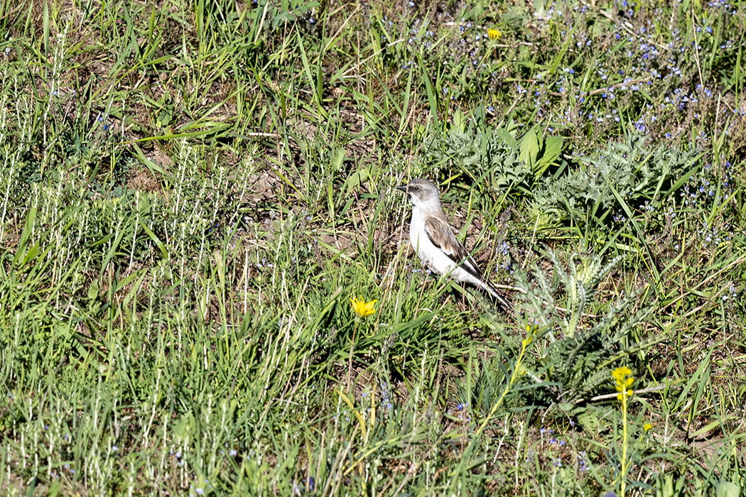 White-winged Snowfinch