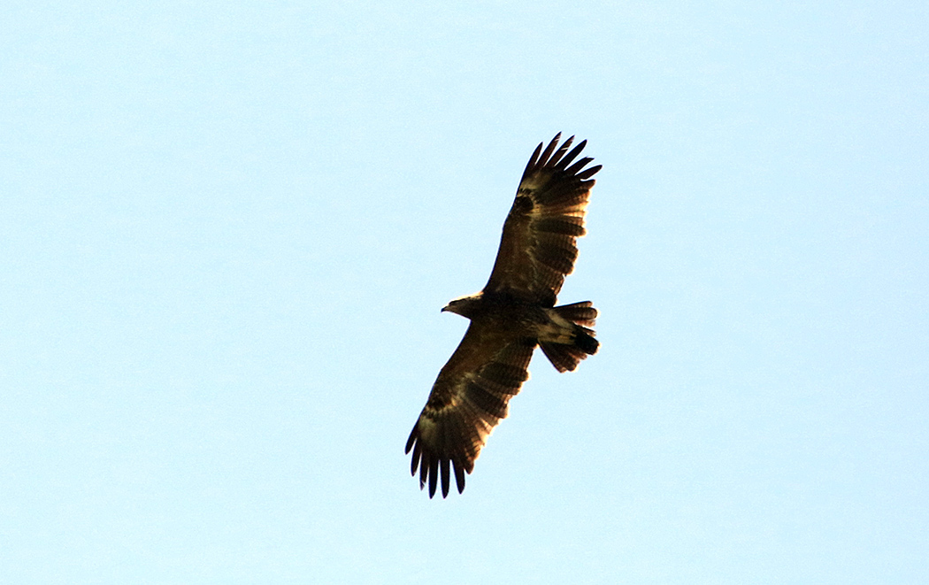 Lesser Spotted Eagle