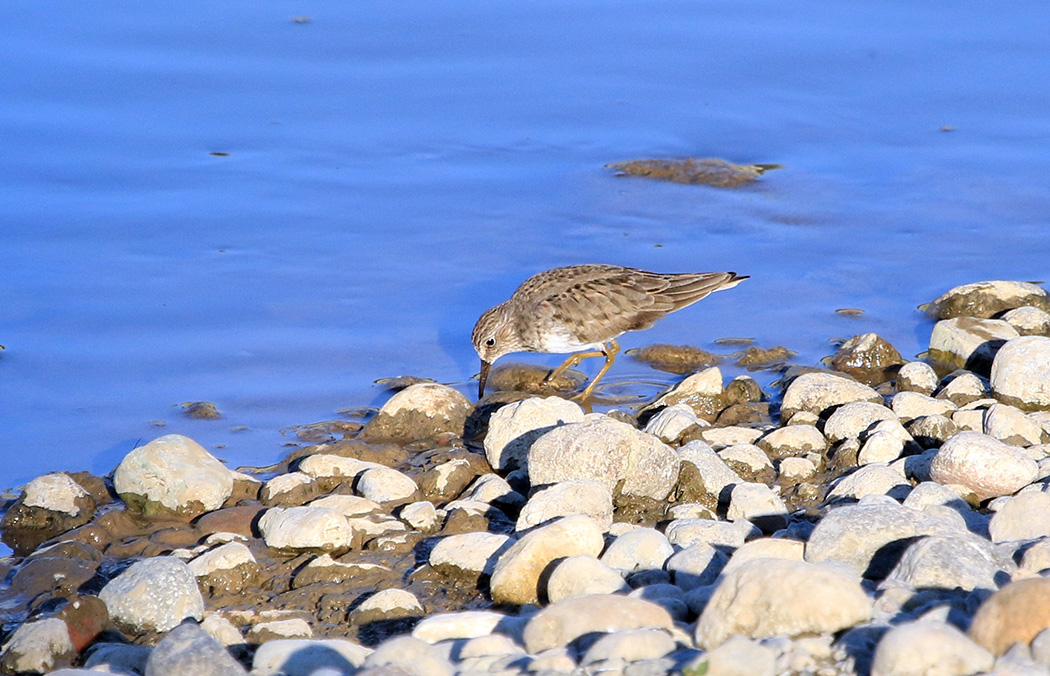 Temminck`s Stint
