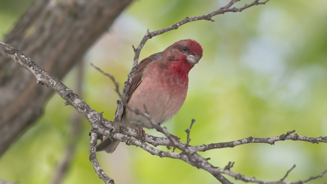 Common Rosefinch