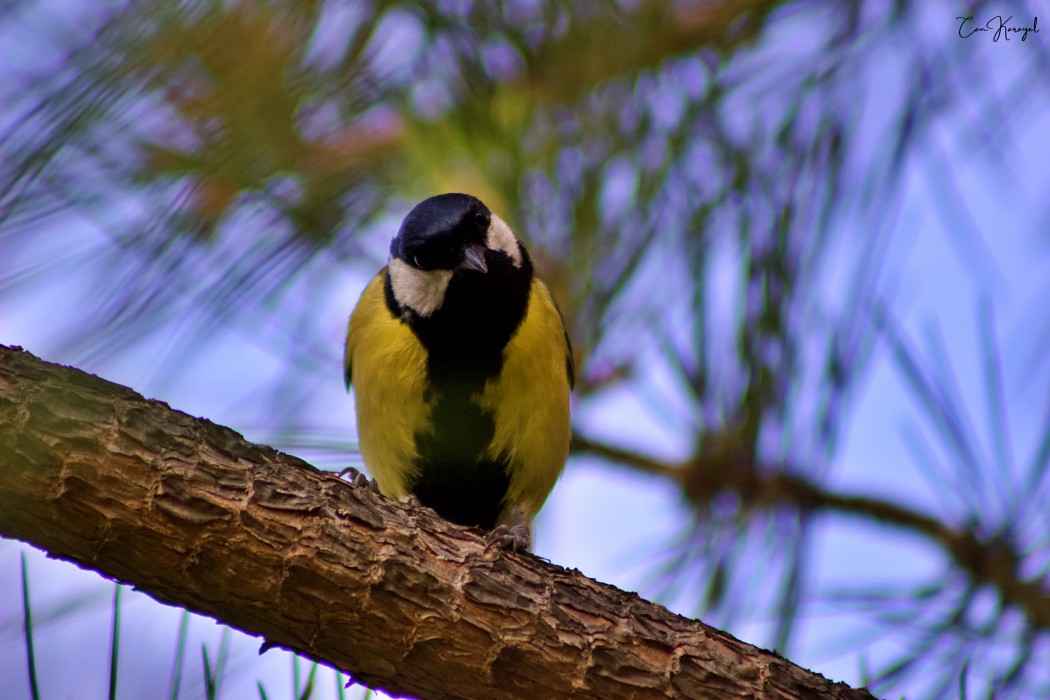 Great Tit