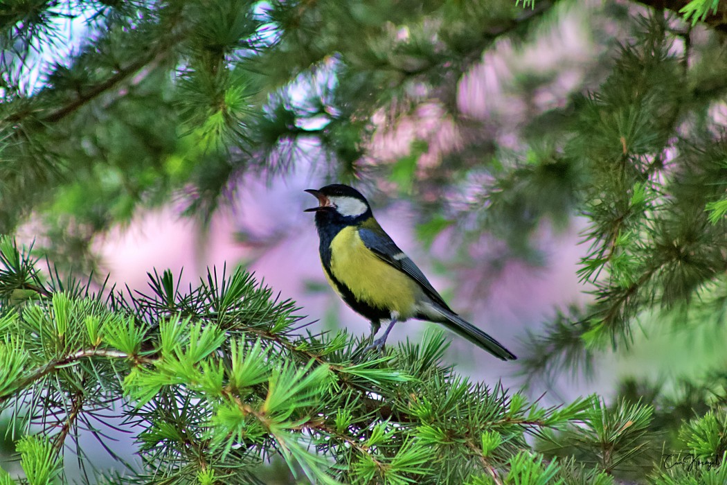 Great Tit