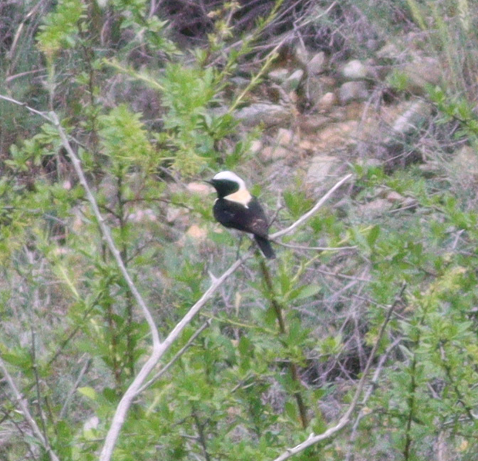 Black-eared Wheatear