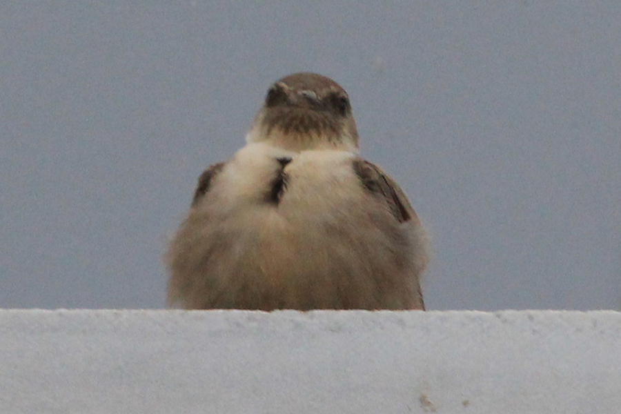 Eurasian Crag Martin