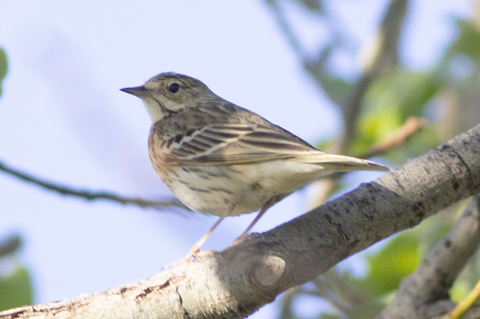 Tree Pipit
