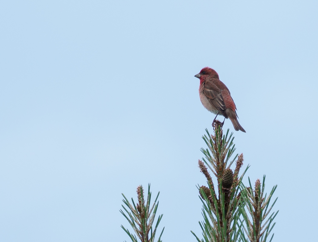Common Rosefinch