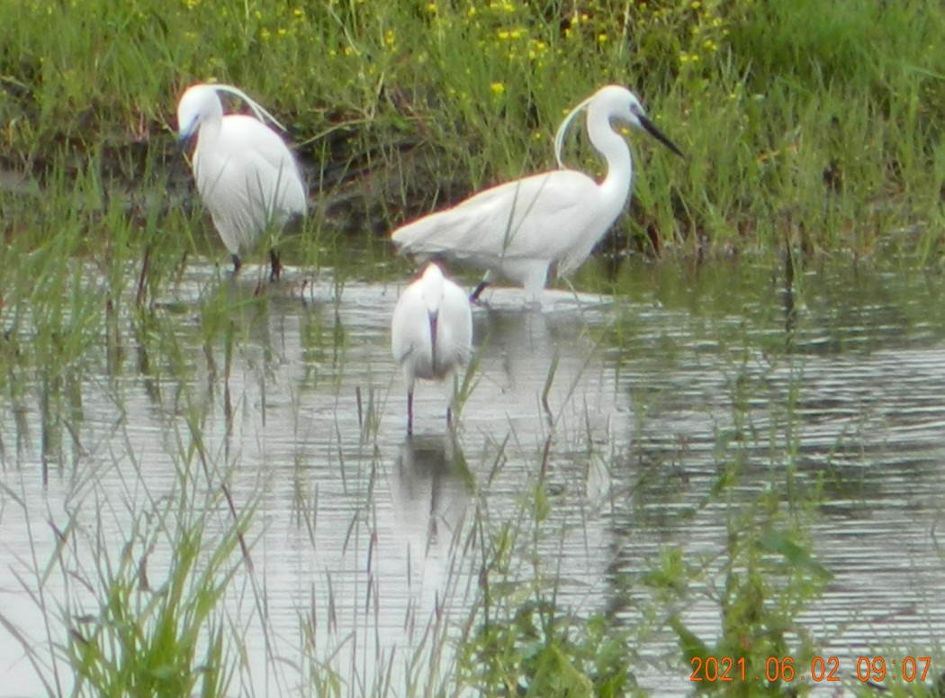 Little Egret