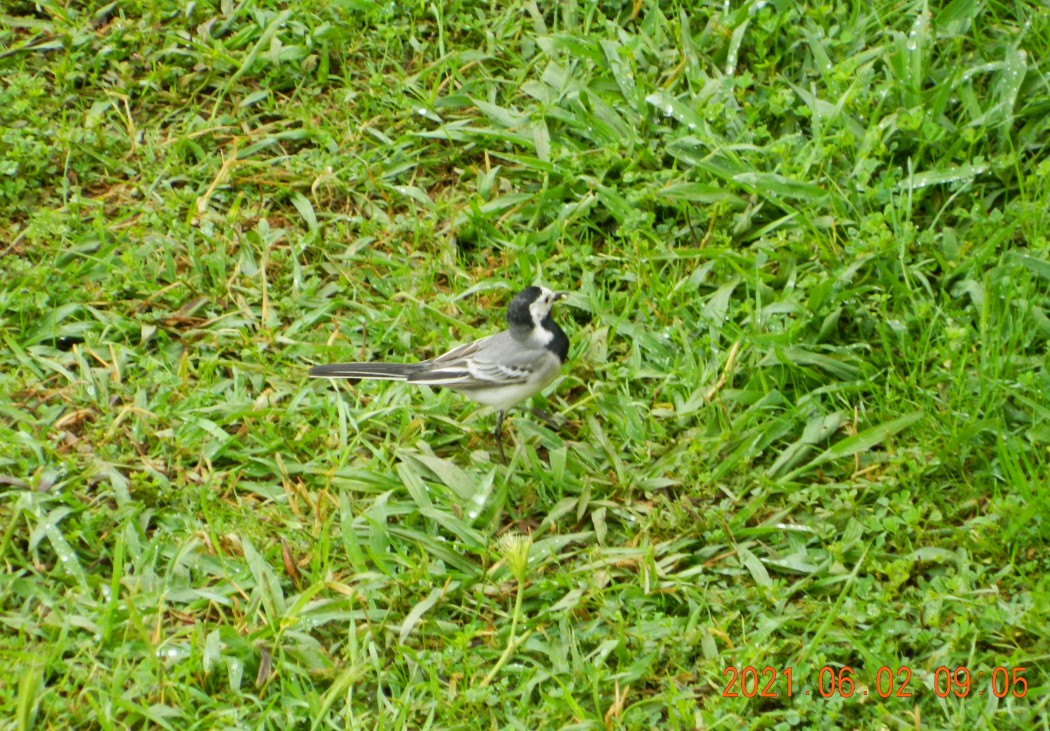 White Wagtail