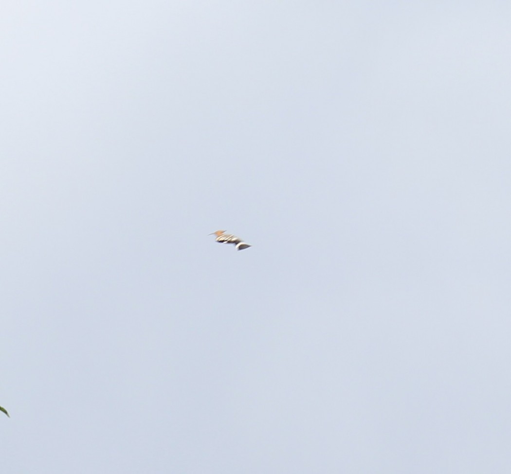 Common Hoopoe