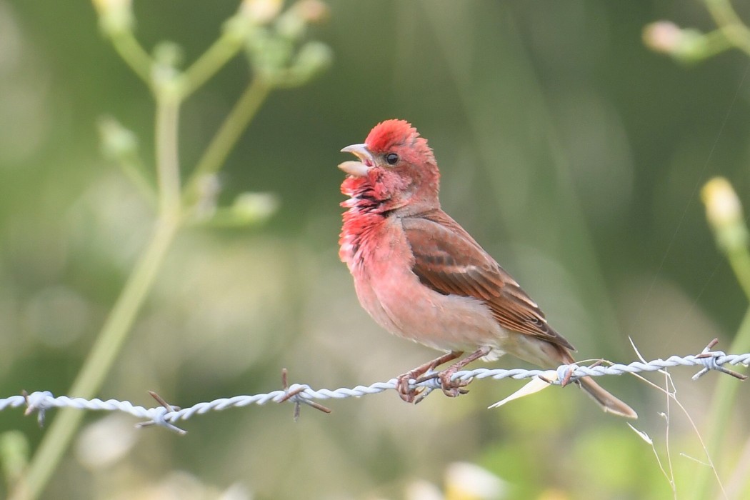 Common Rosefinch