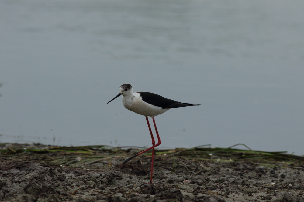 Black-winged Stilt