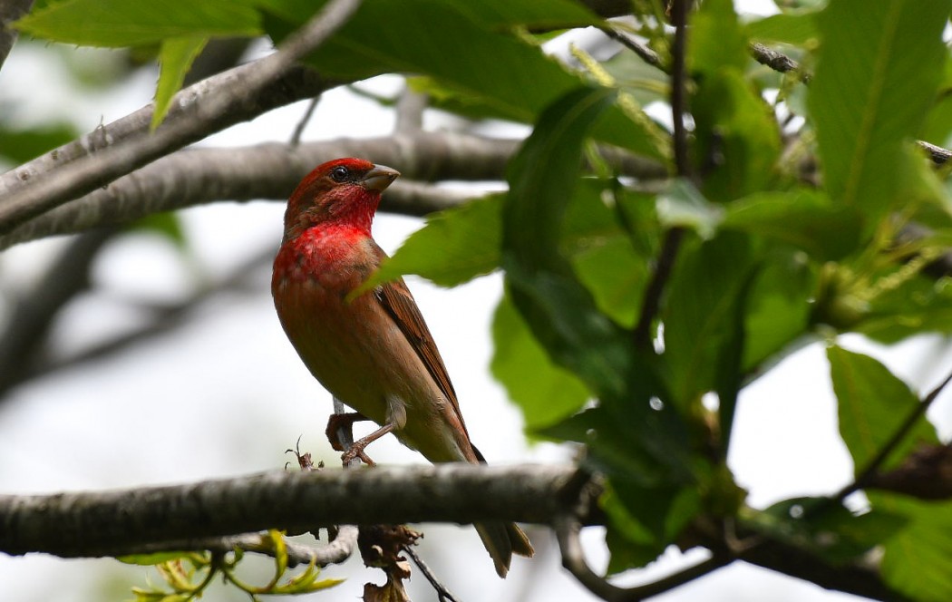 Common Rosefinch