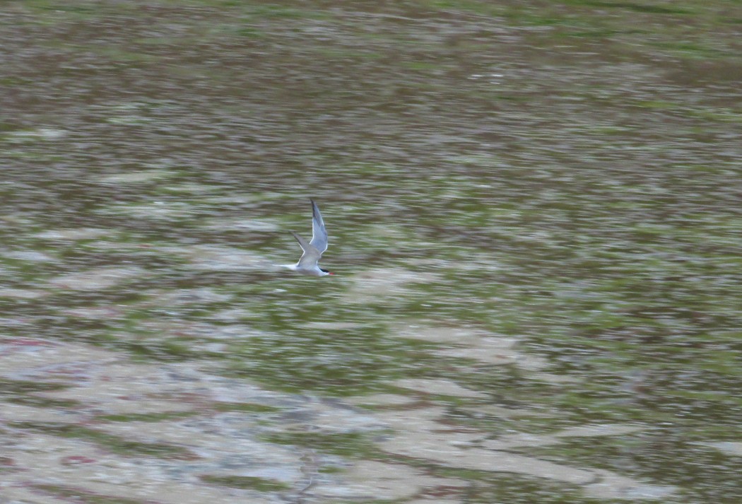 Common Tern
